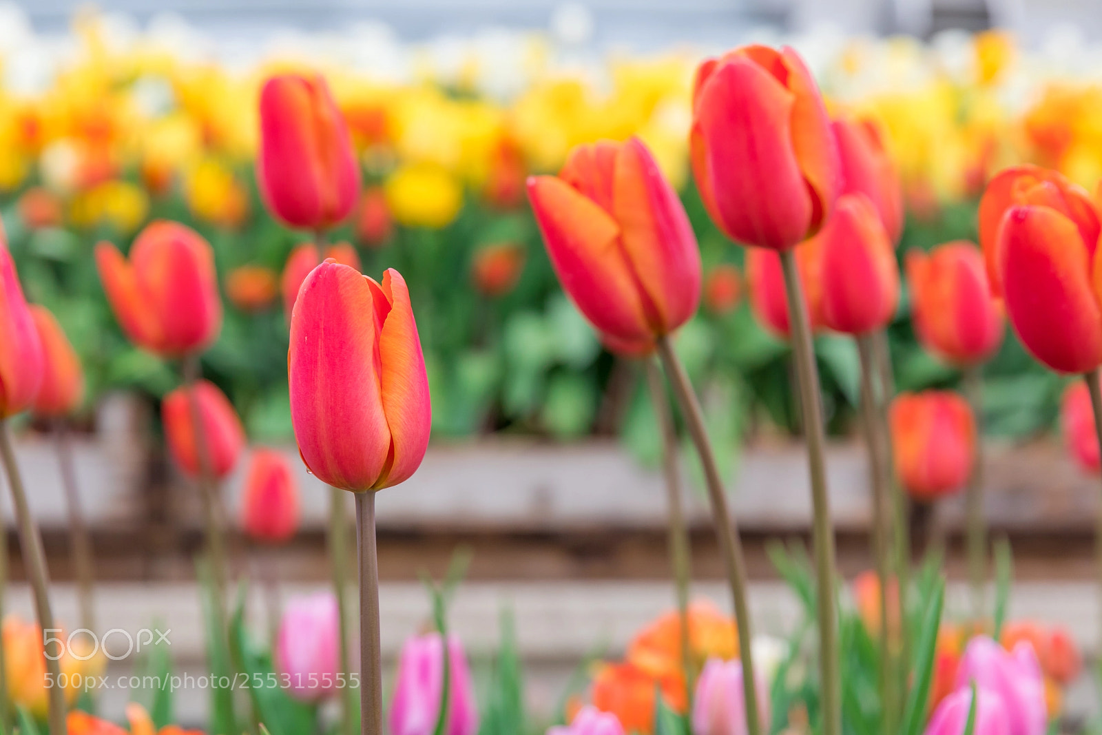 Canon EOS 5D Mark IV sample photo. Tulips in amsterdam photography