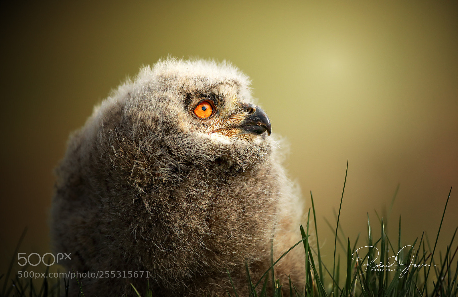 Canon EOS 5D Mark IV sample photo. Stor hornugle unge photography