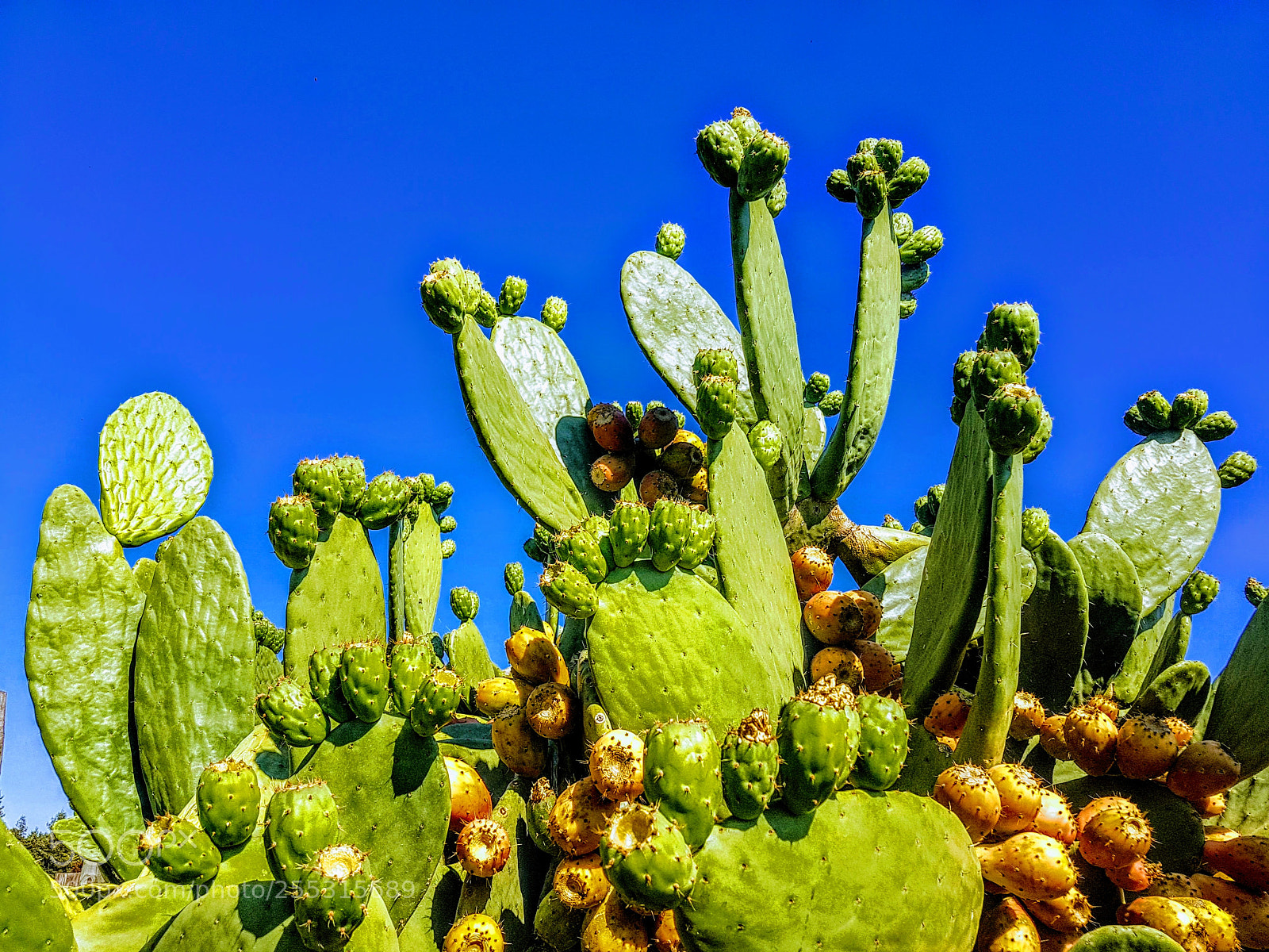 Samsung Galaxy S7 Edge sample photo. Cactus fruit photography
