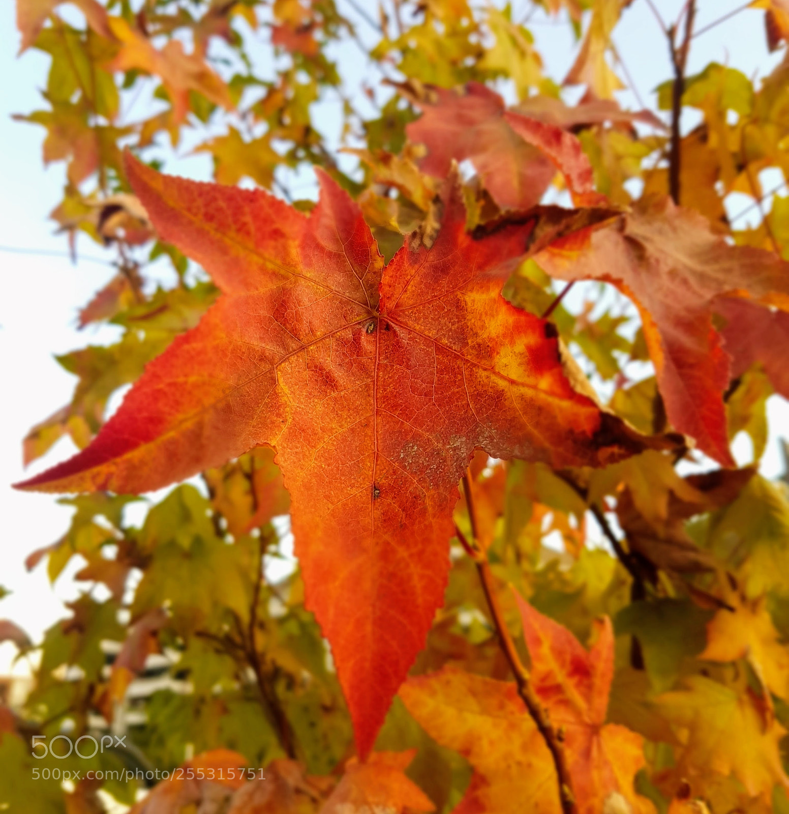 Samsung Galaxy S7 Edge sample photo. Autumn photography