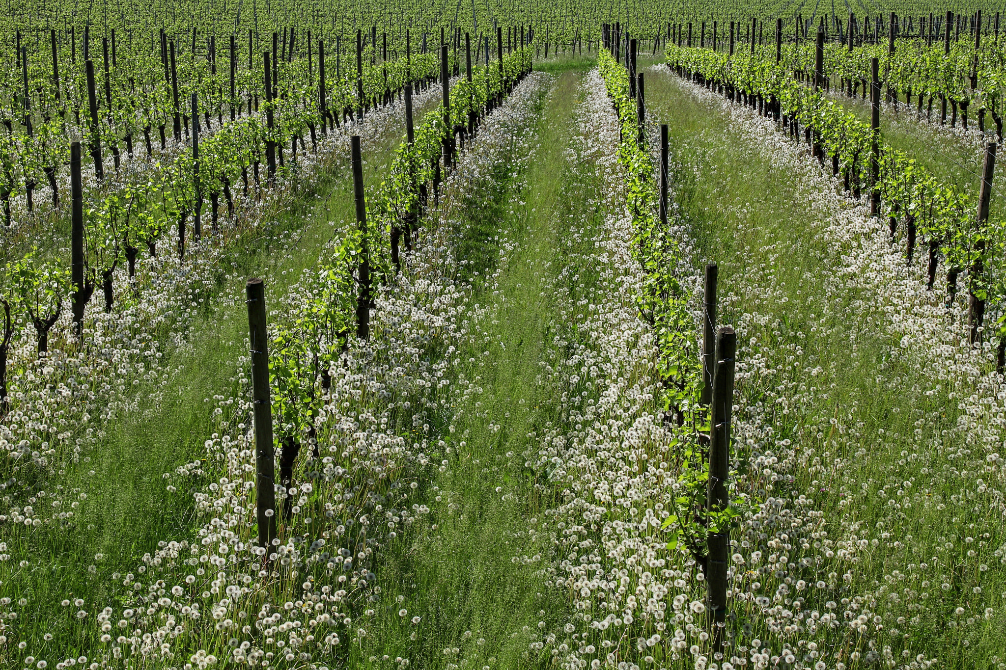 Canon EOS 6D Mark II sample photo. Spring vineyards photography