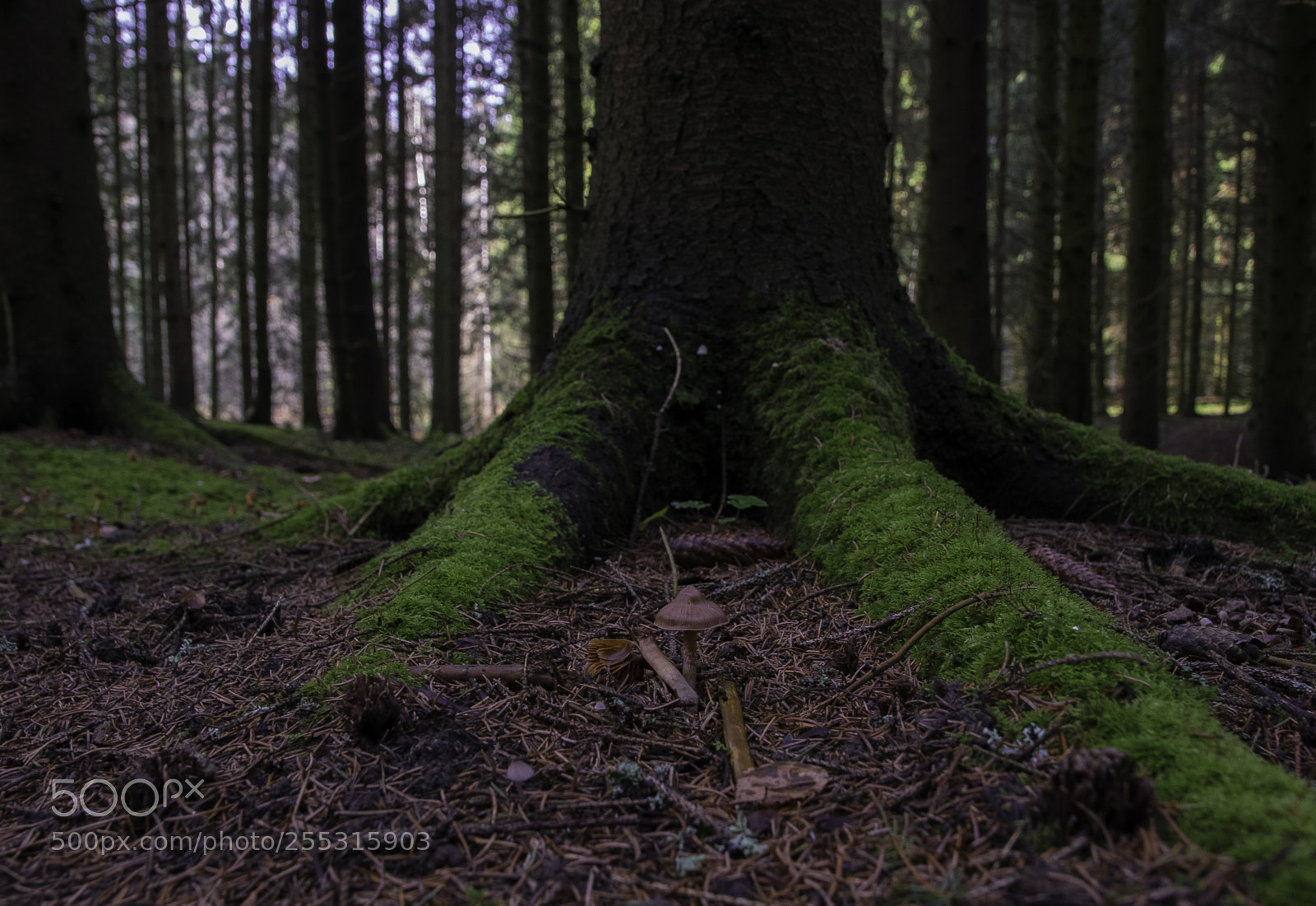 Nikon D5300 sample photo. Nature o photography