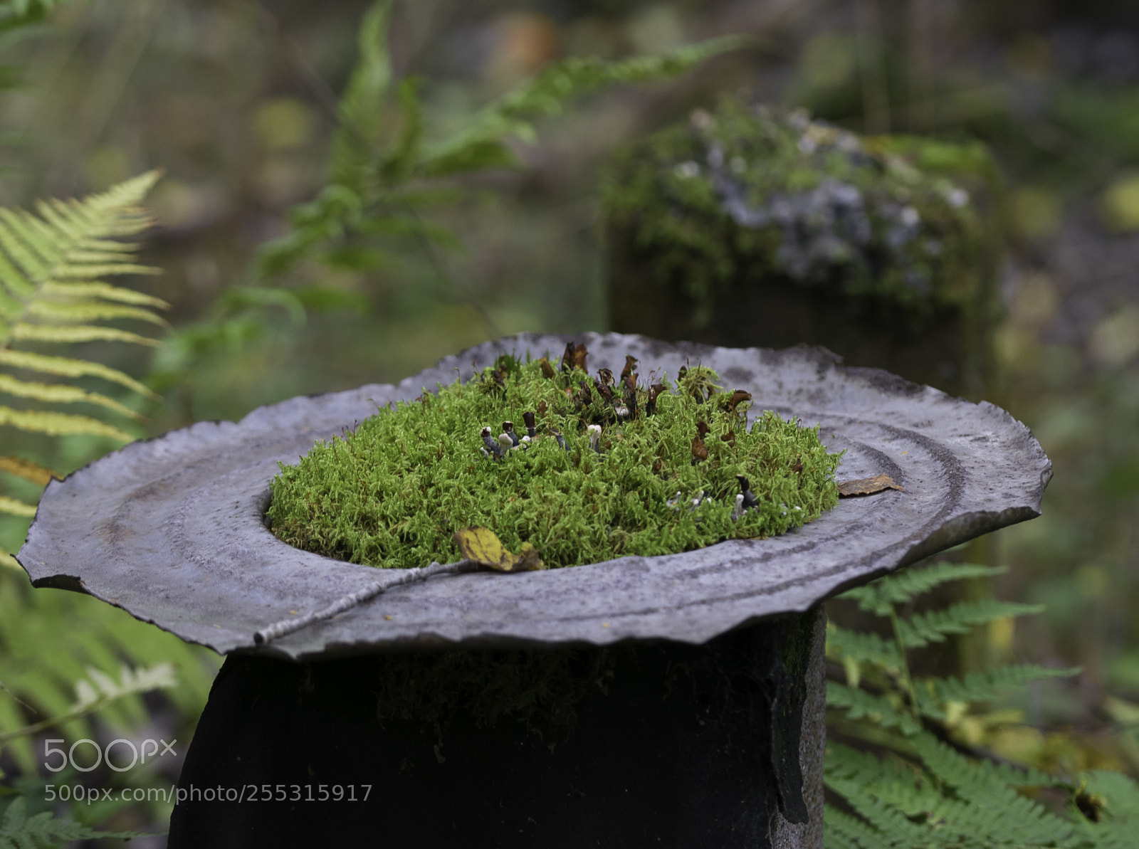 Nikon D5300 sample photo. Nature o photography