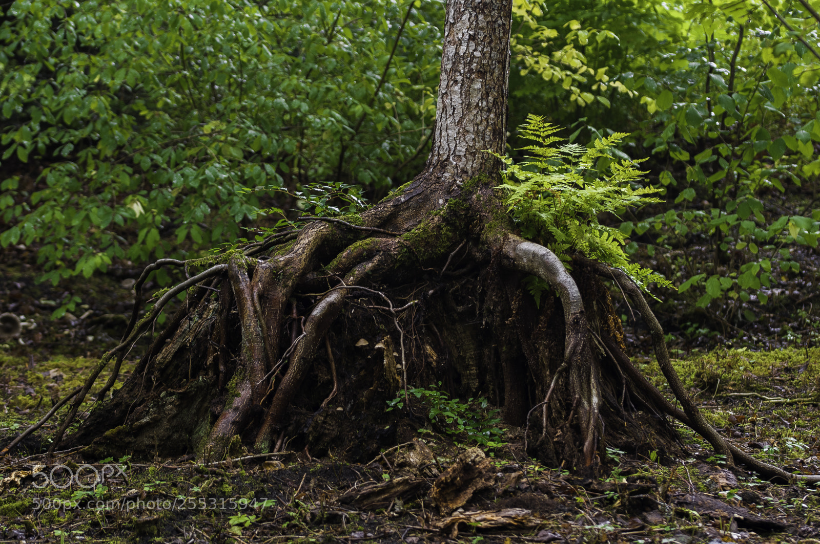 Nikon D5300 sample photo. Nature o photography