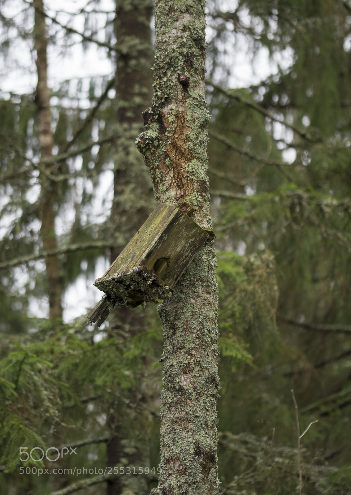 Nikon D5300 sample photo. Nature o photography