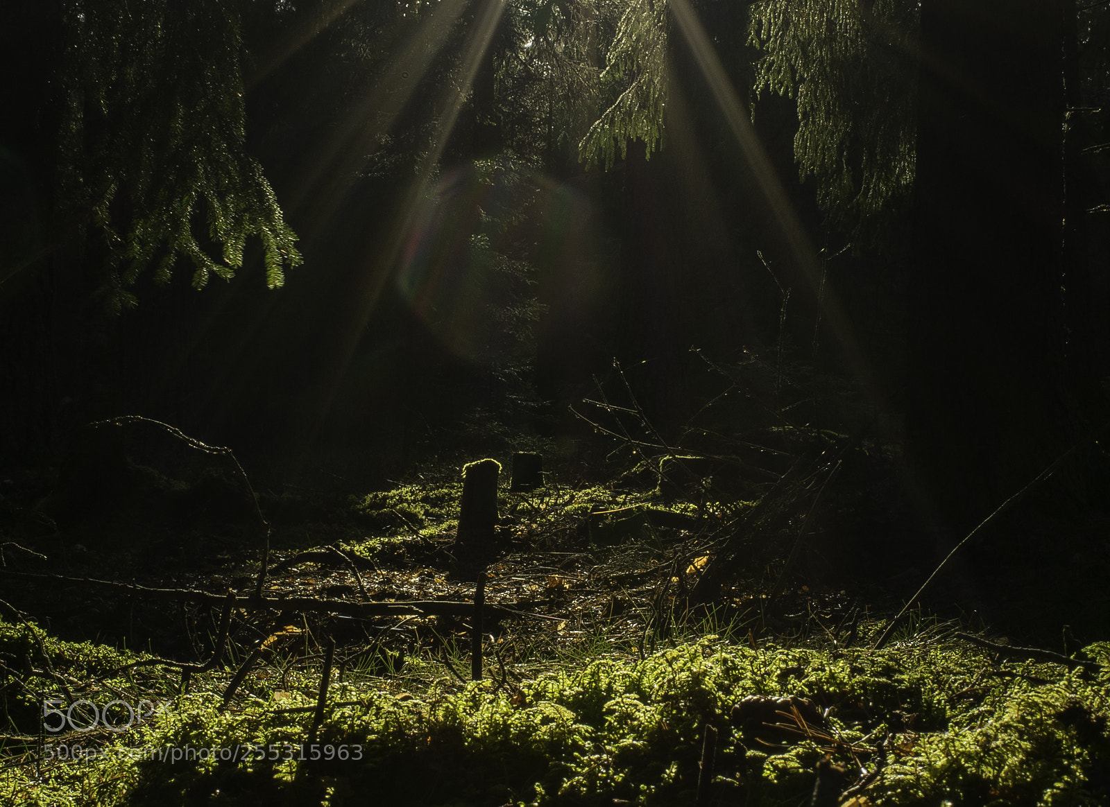 Nikon D5300 sample photo. Nature o photography