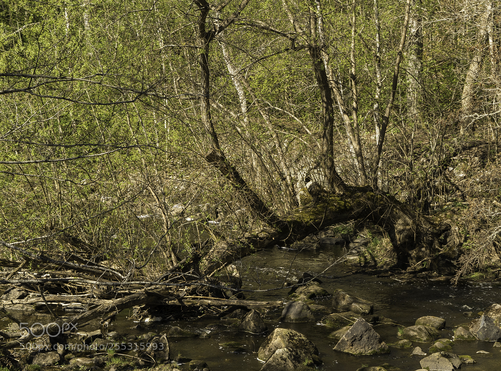 Nikon D5300 sample photo. Nature o photography