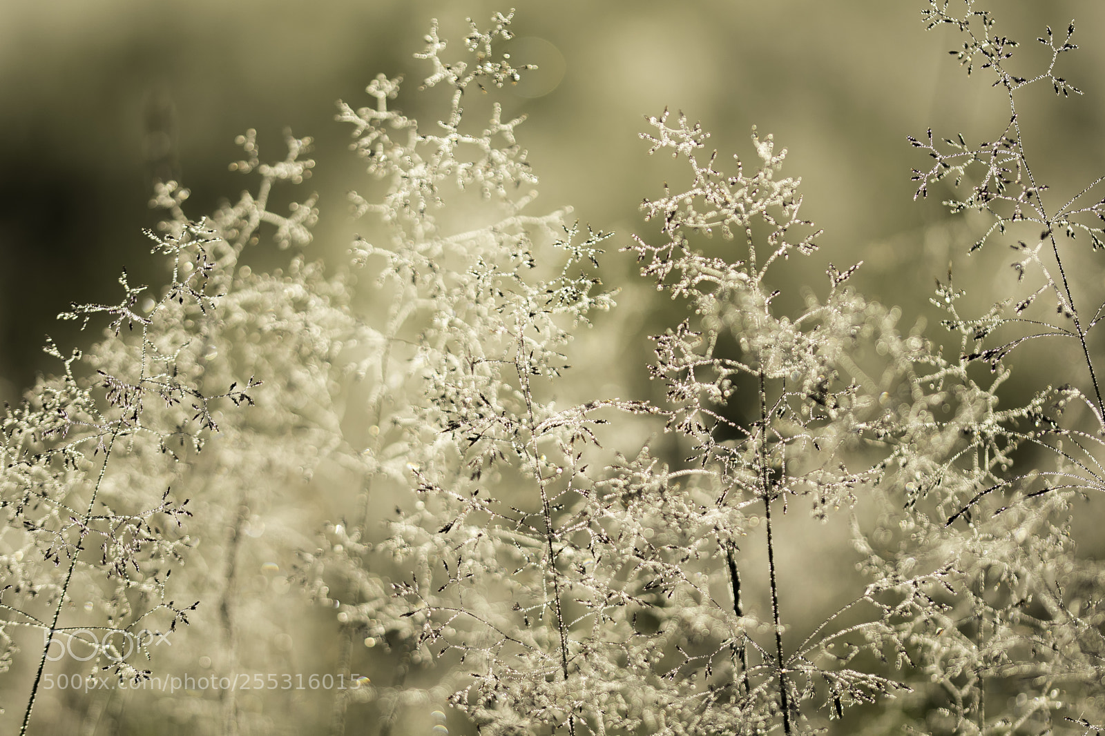 Nikon D5300 sample photo. Nature o photography