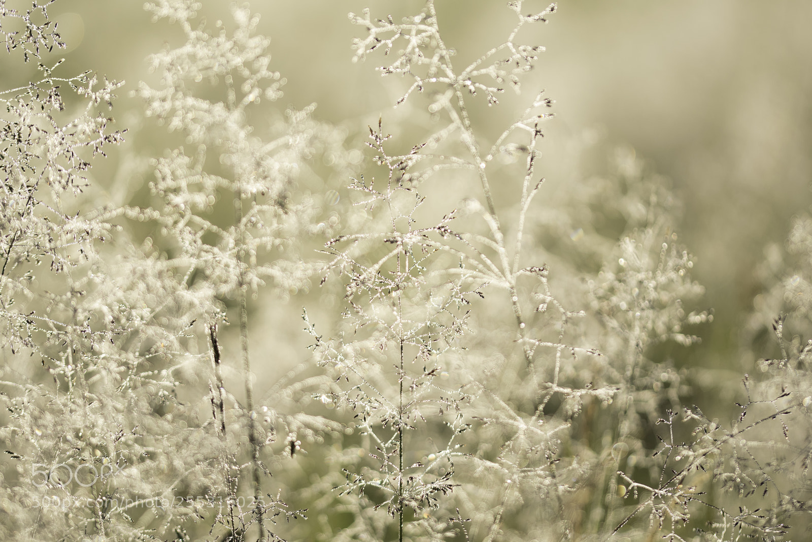 Nikon D5300 sample photo. Nature o photography