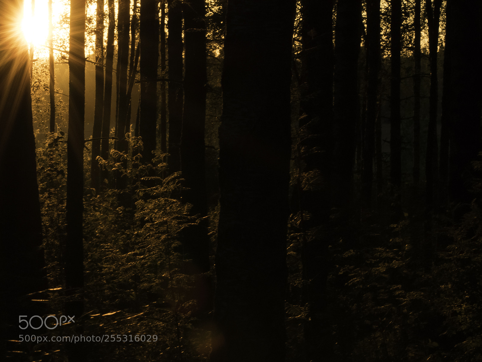 Nikon D5300 sample photo. Nature o photography