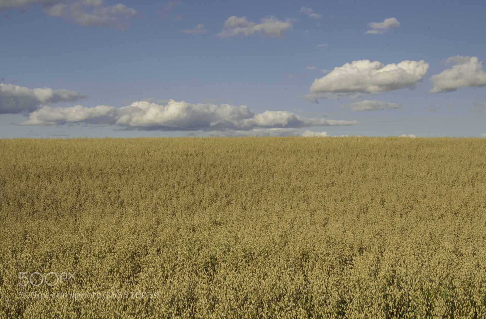 Nikon D5300 sample photo. Nature o photography