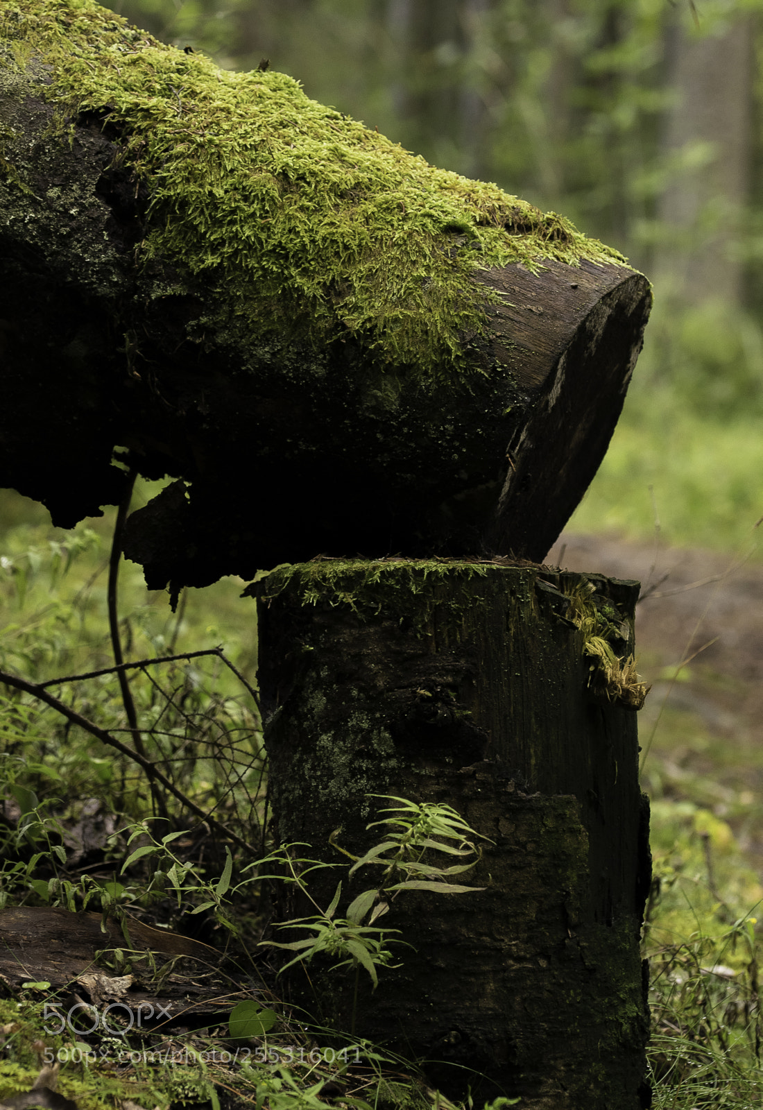 Nikon D5300 sample photo. Nature o photography