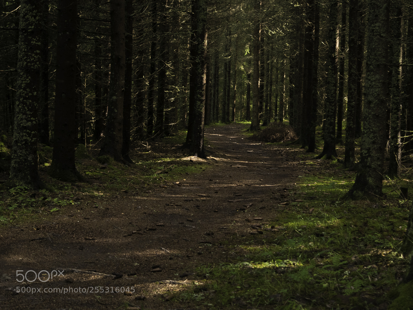 Nikon D5300 sample photo. Nature o photography
