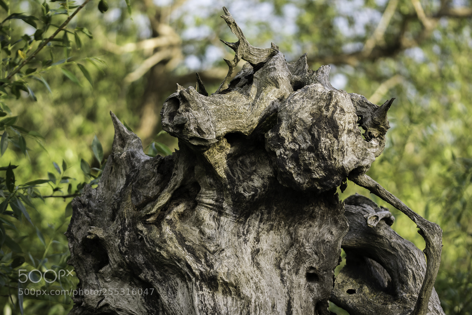 Nikon D5300 sample photo. Nature o photography