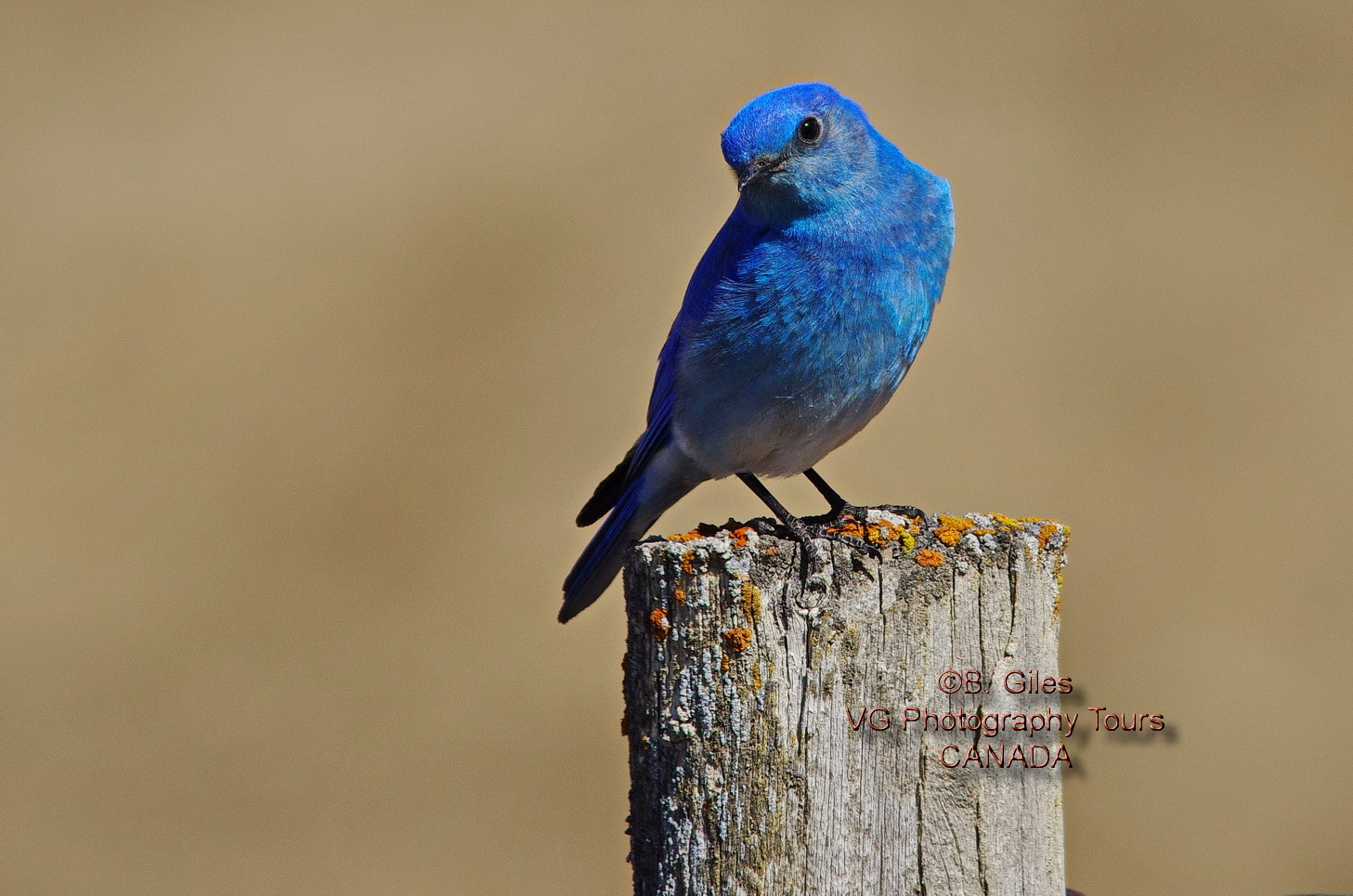 Pentax K-5 IIs sample photo. All ready for spring photography