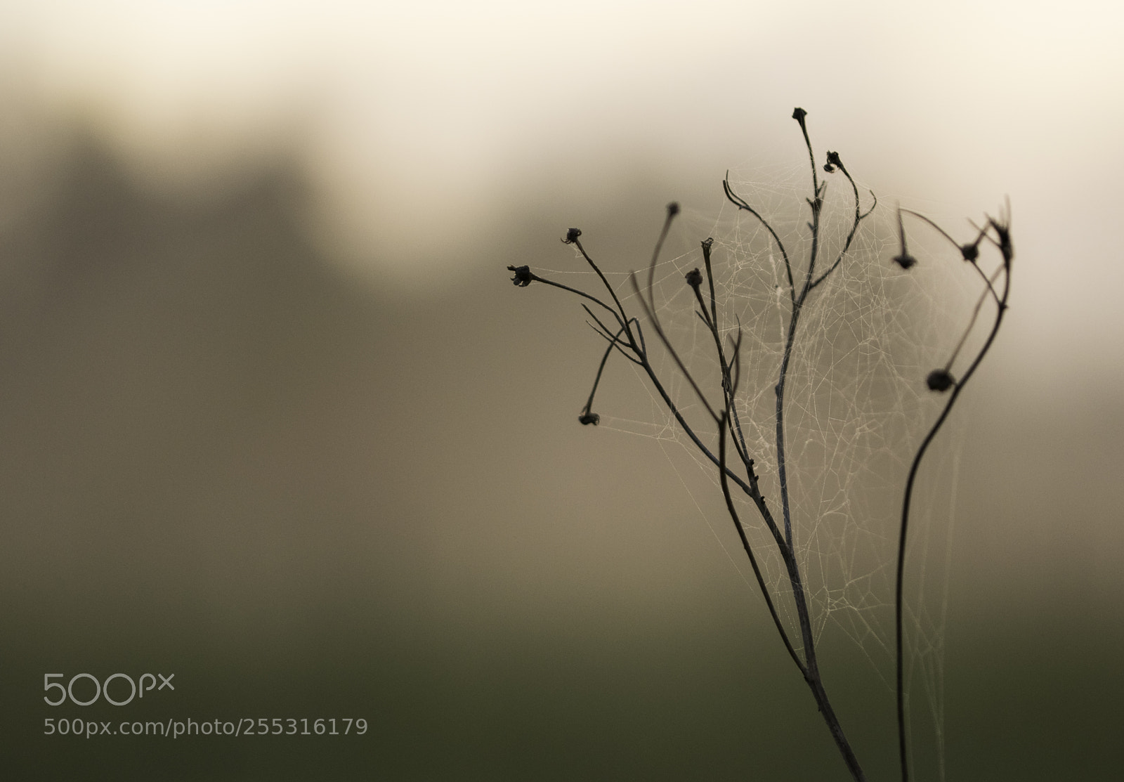 Nikon D5300 sample photo. Nature o photography