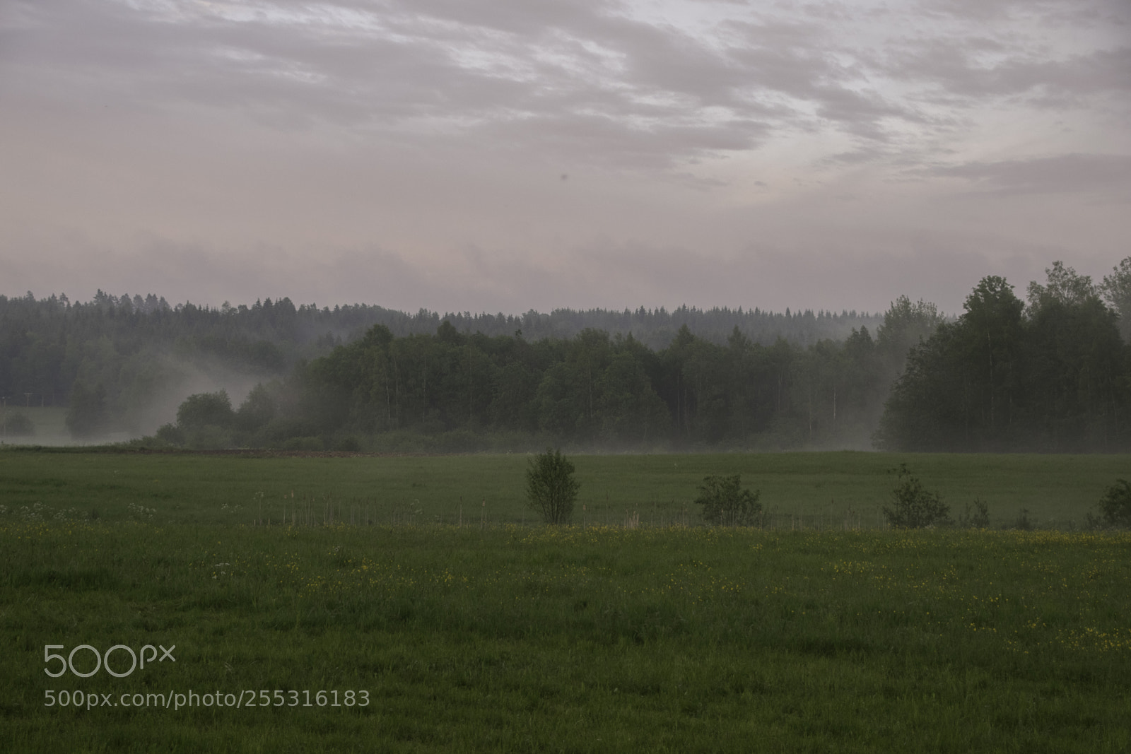 Nikon D5300 sample photo. Nature o photography
