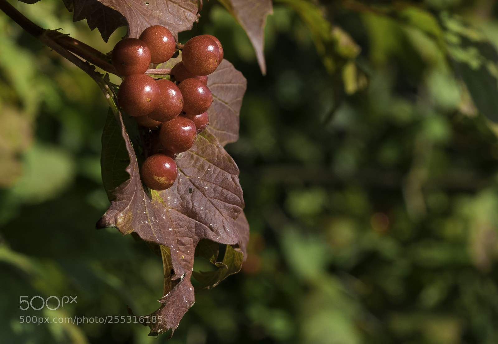 Nikon D5300 sample photo. Nature o photography