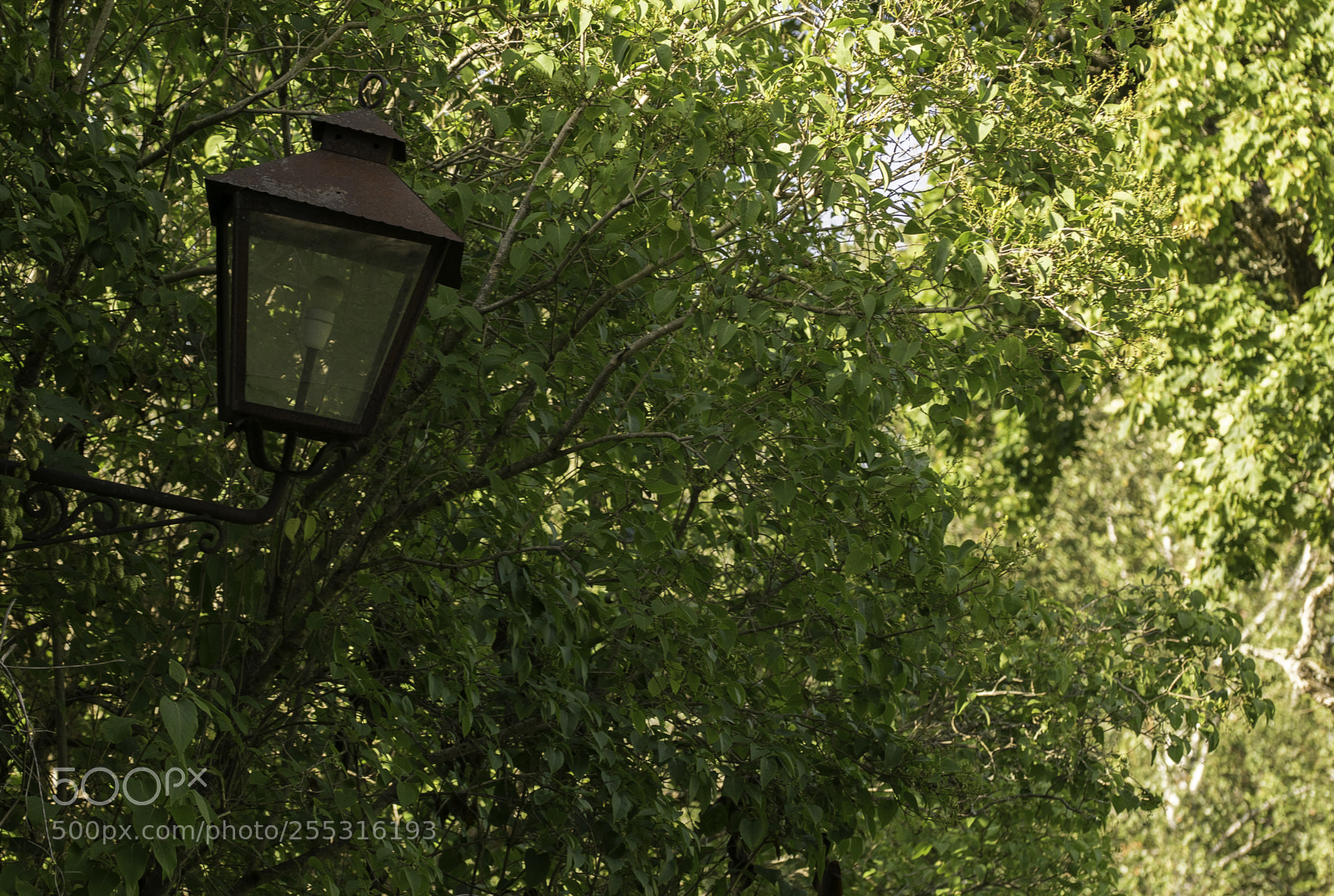 Nikon D5300 sample photo. Nature o photography