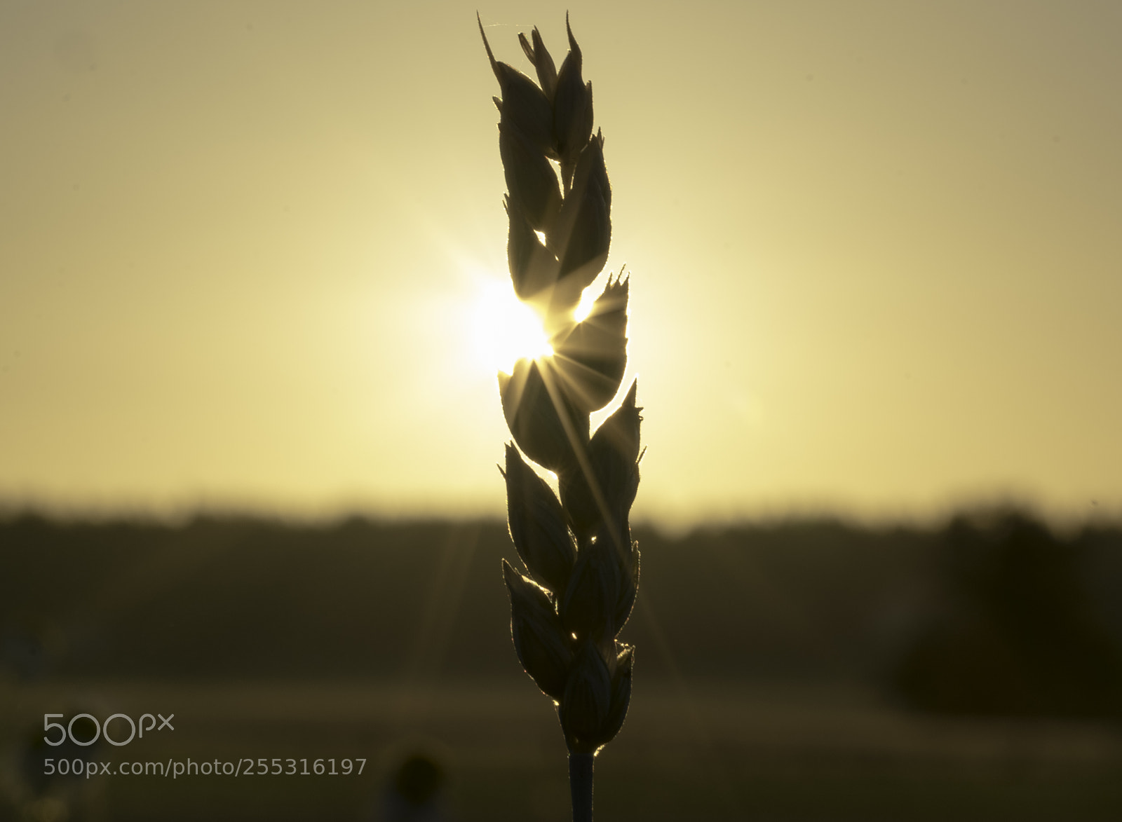 Nikon D5300 sample photo. Nature o photography