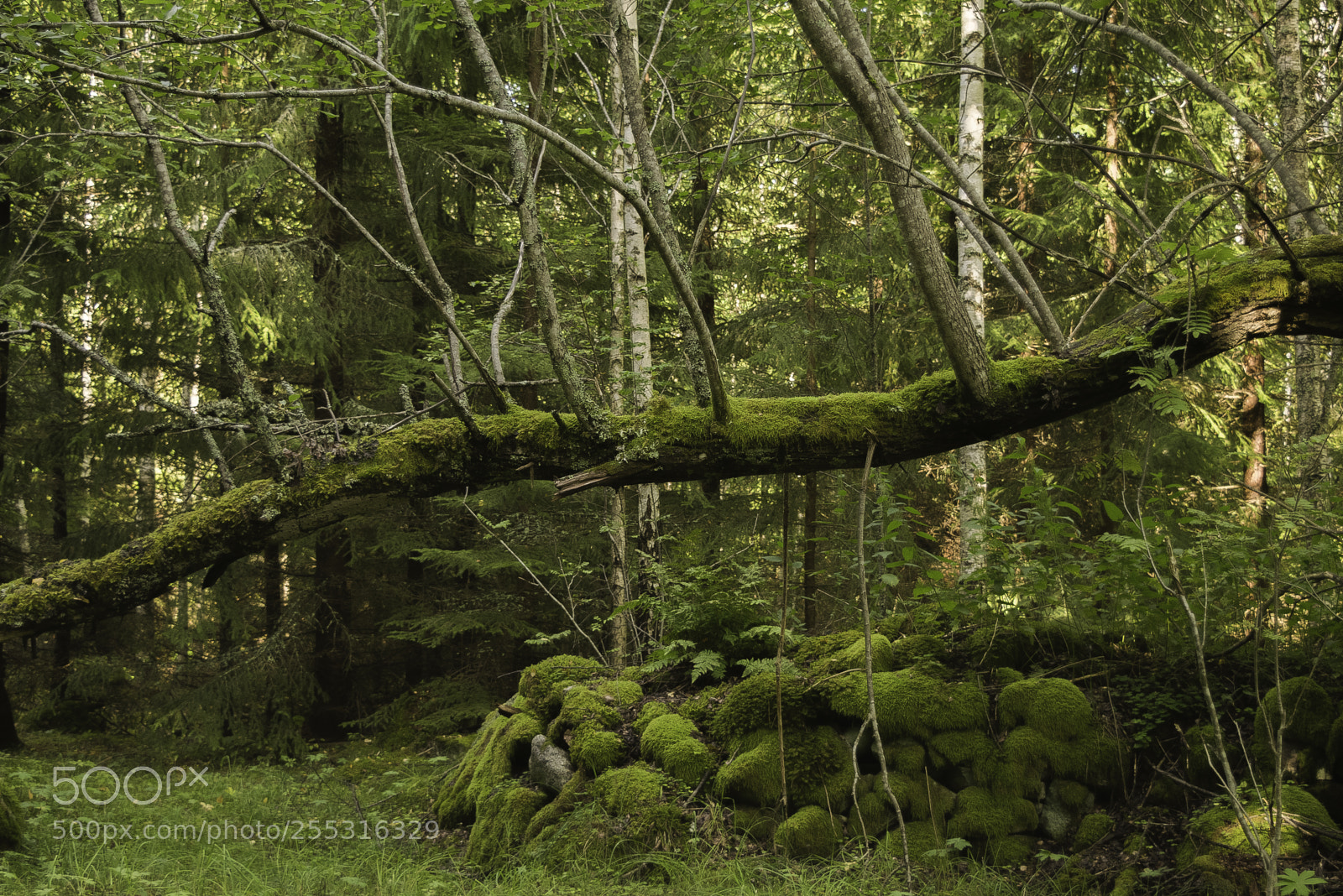 Nikon D5300 sample photo. Nature o photography