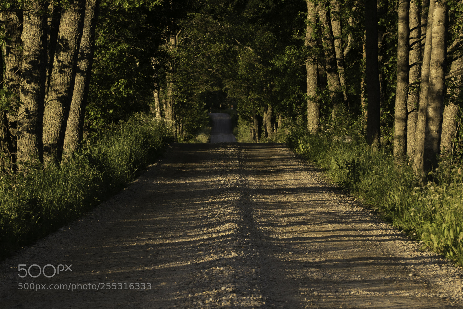 Nikon D5300 sample photo. Nature o photography