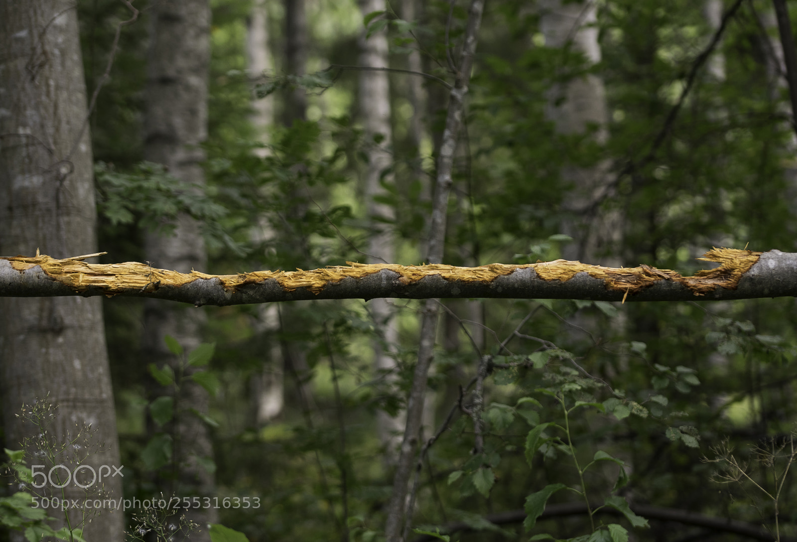 Nikon D5300 sample photo. Nature o photography