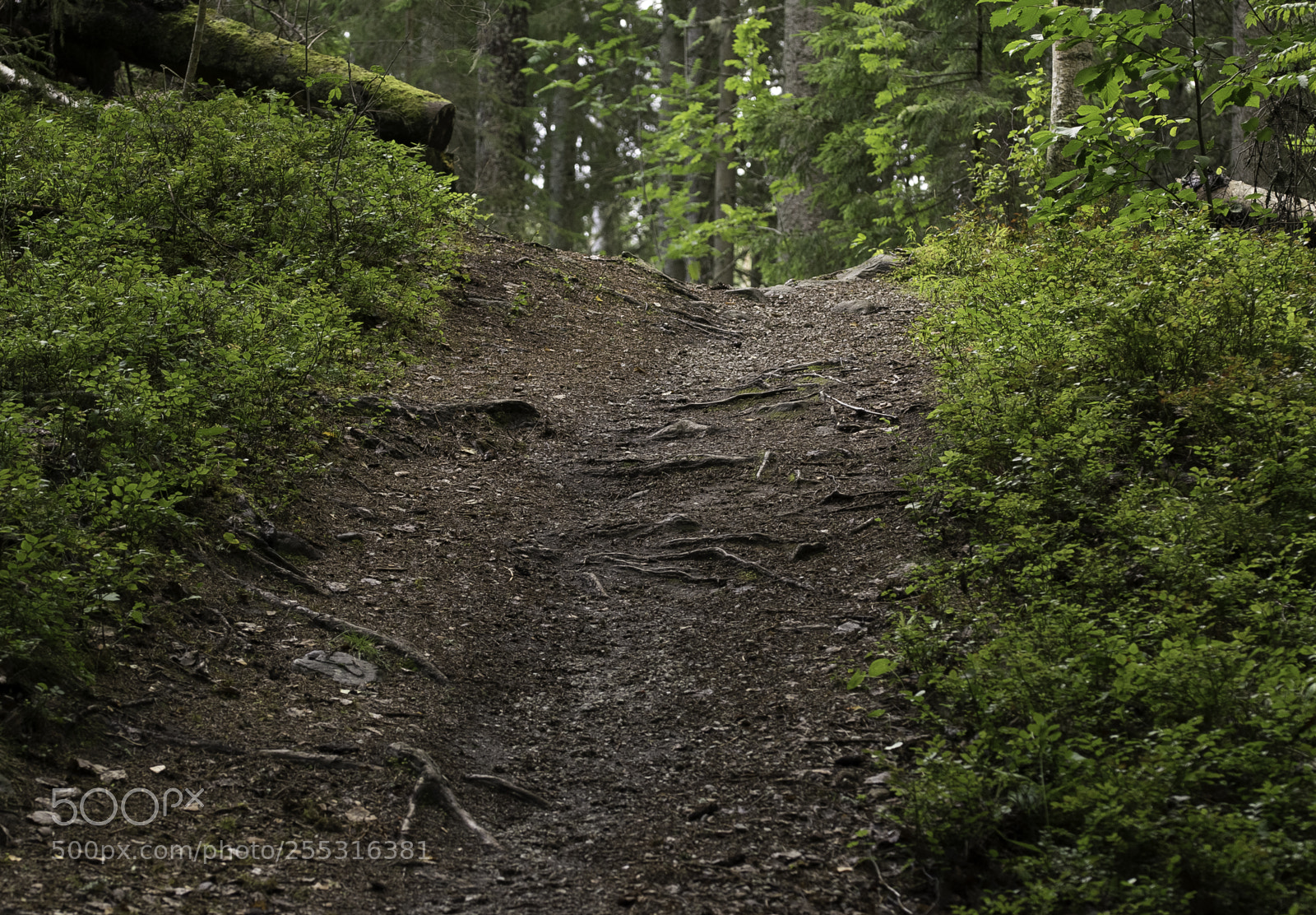 Nikon D5300 sample photo. Nature o photography