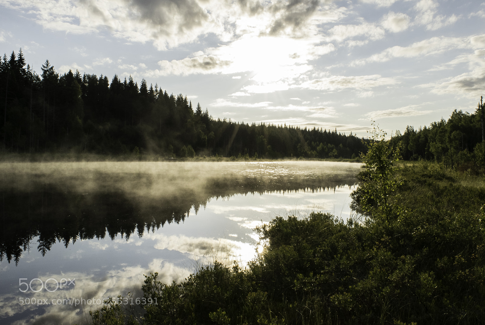 Nikon D5300 sample photo. Nature o photography