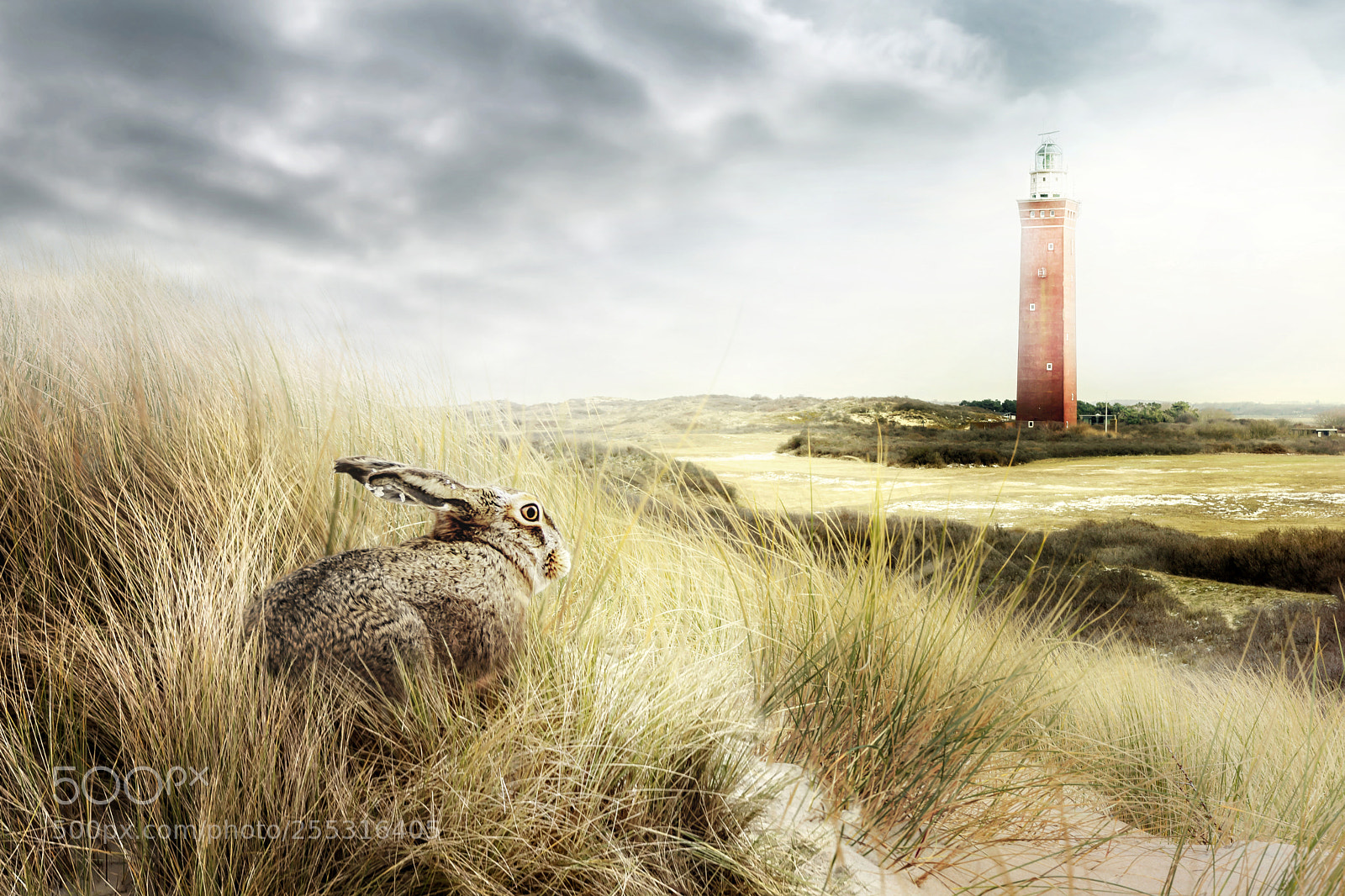 Nikon D7100 sample photo. Hare & lighthouse photography