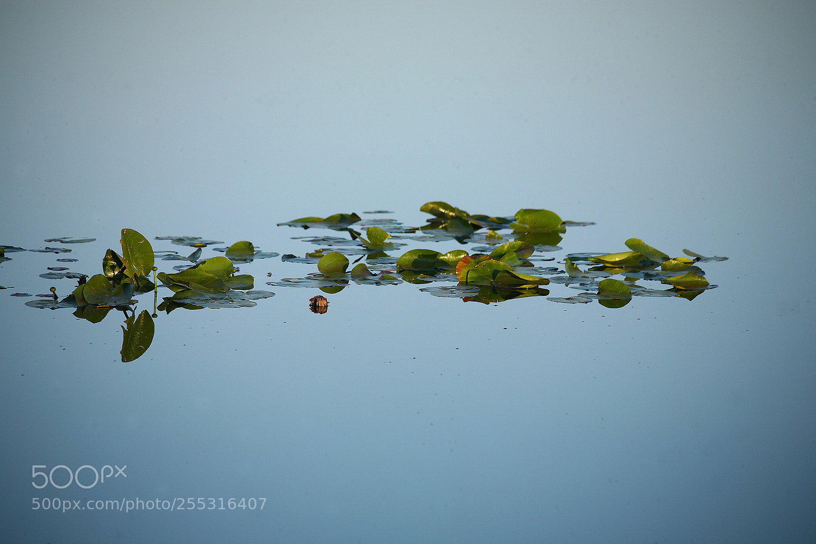 Canon EOS 5D sample photo. Pads on pind photography