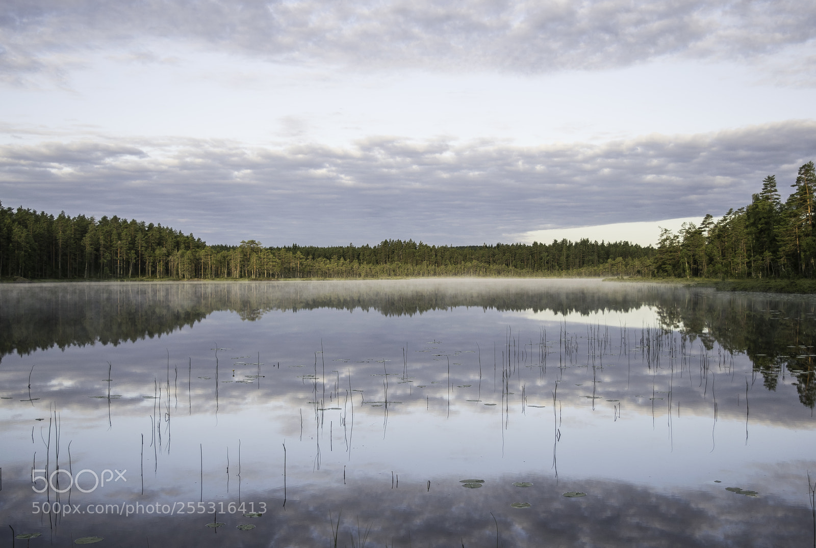 Nikon D5300 sample photo. Nature o photography