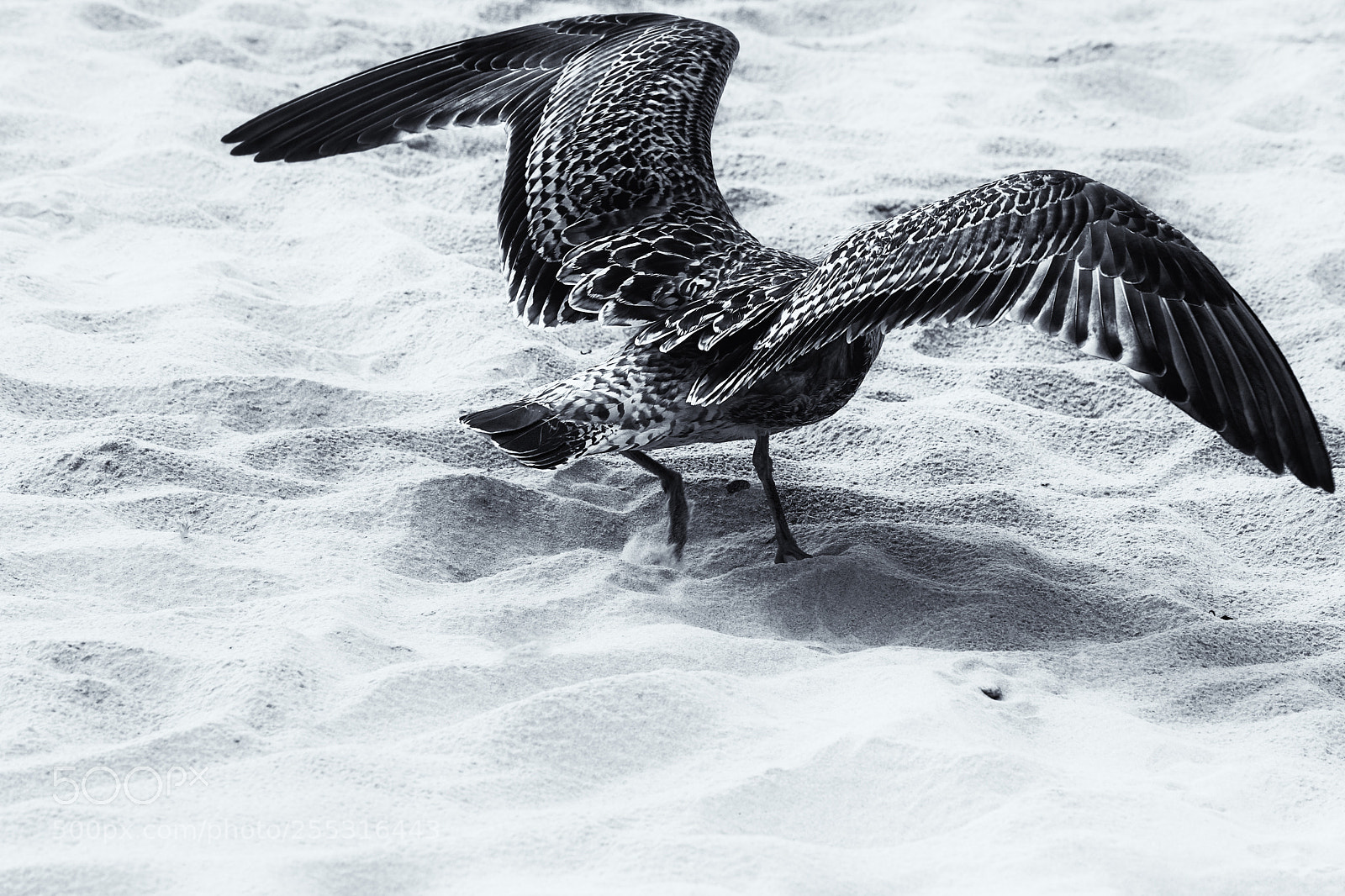 Canon EOS 60D sample photo. Rising seagull photography