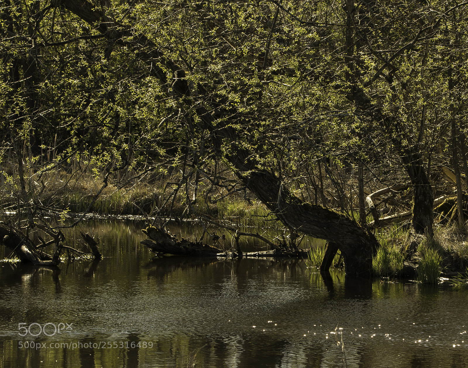 Nikon D5300 sample photo. Nature o photography