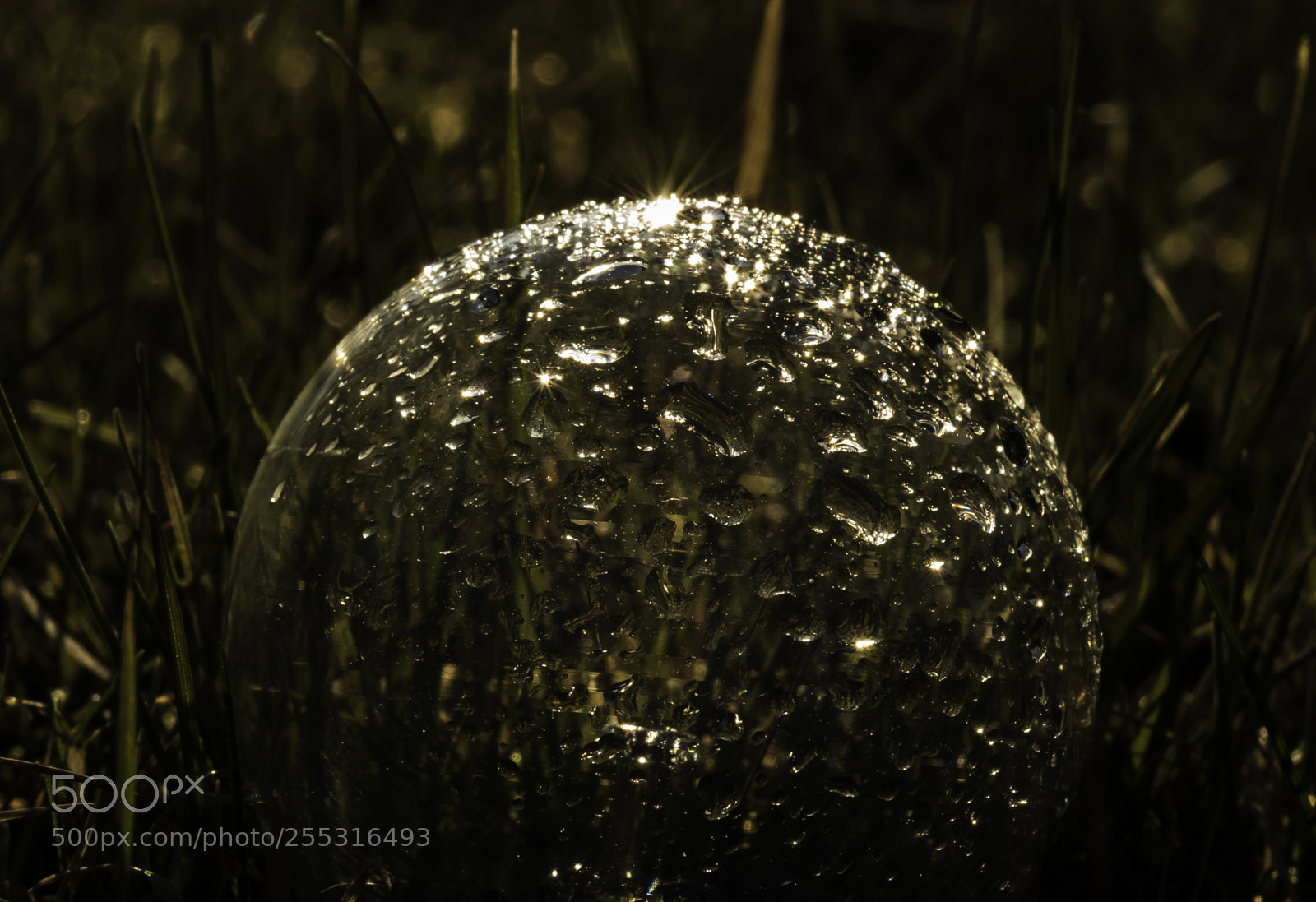 Nikon D5300 sample photo. Nature o photography