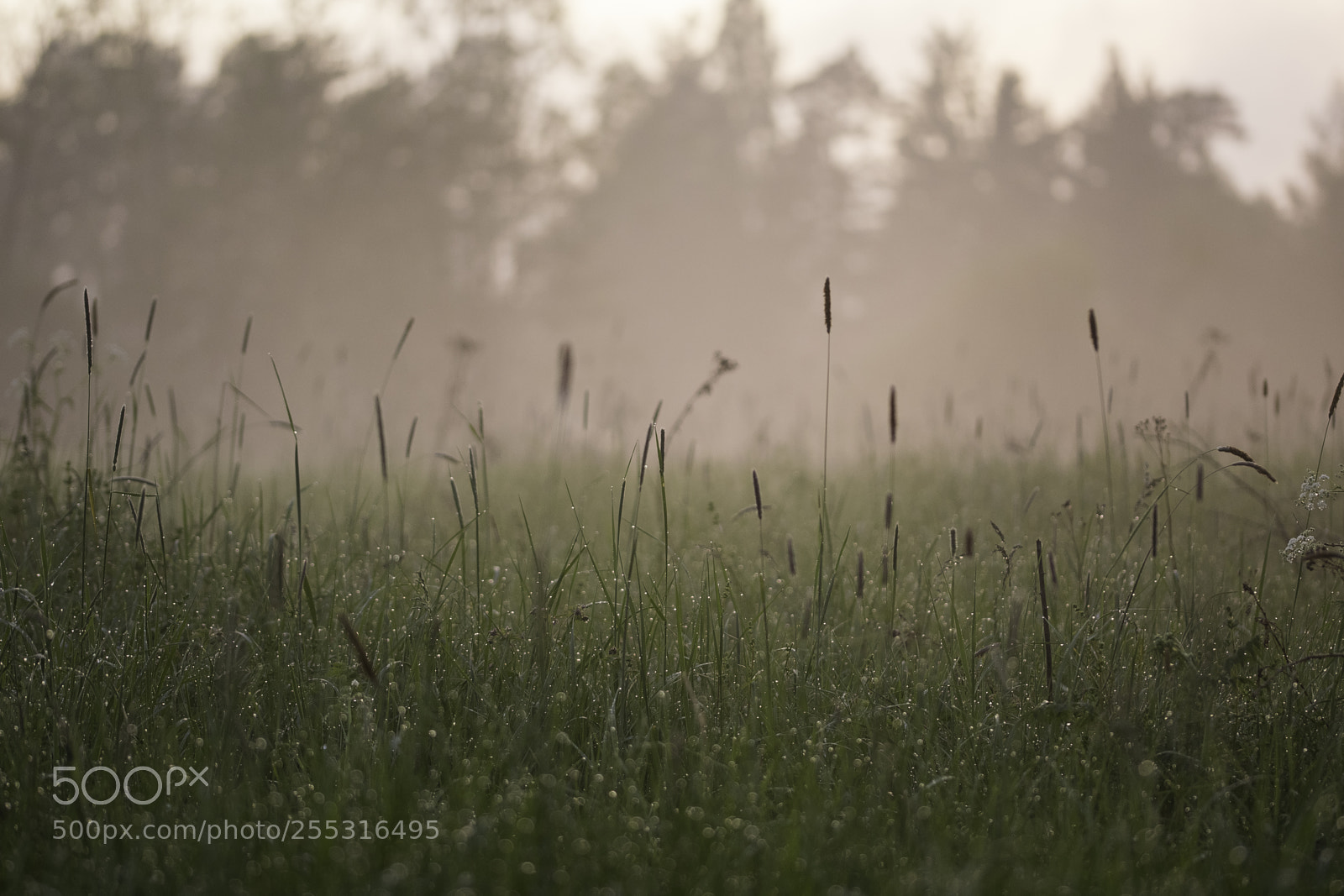 Nikon D5300 sample photo. Nature o photography