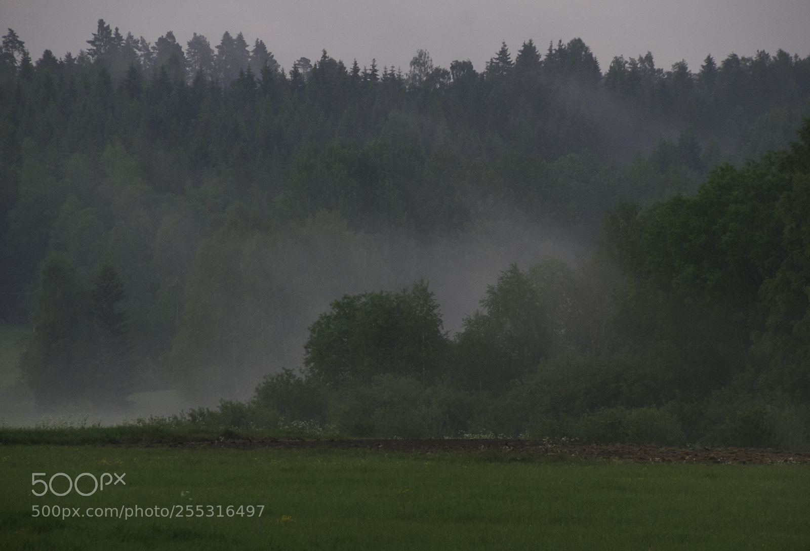Nikon D5300 sample photo. Nature o photography