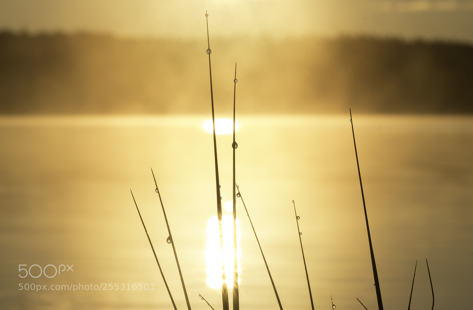 Nikon D5300 sample photo. Nature o photography