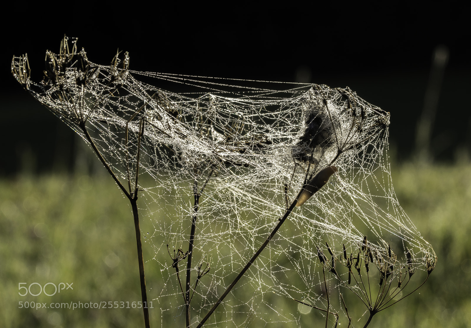 Nikon D5300 sample photo. Nature o photography