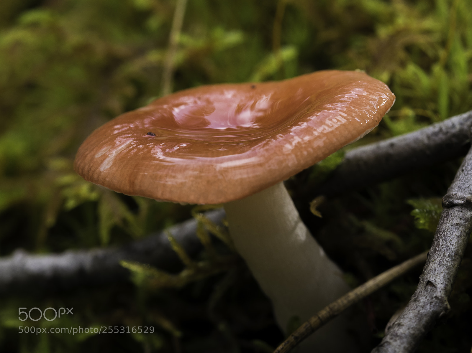 Nikon D5300 sample photo. Nature o photography