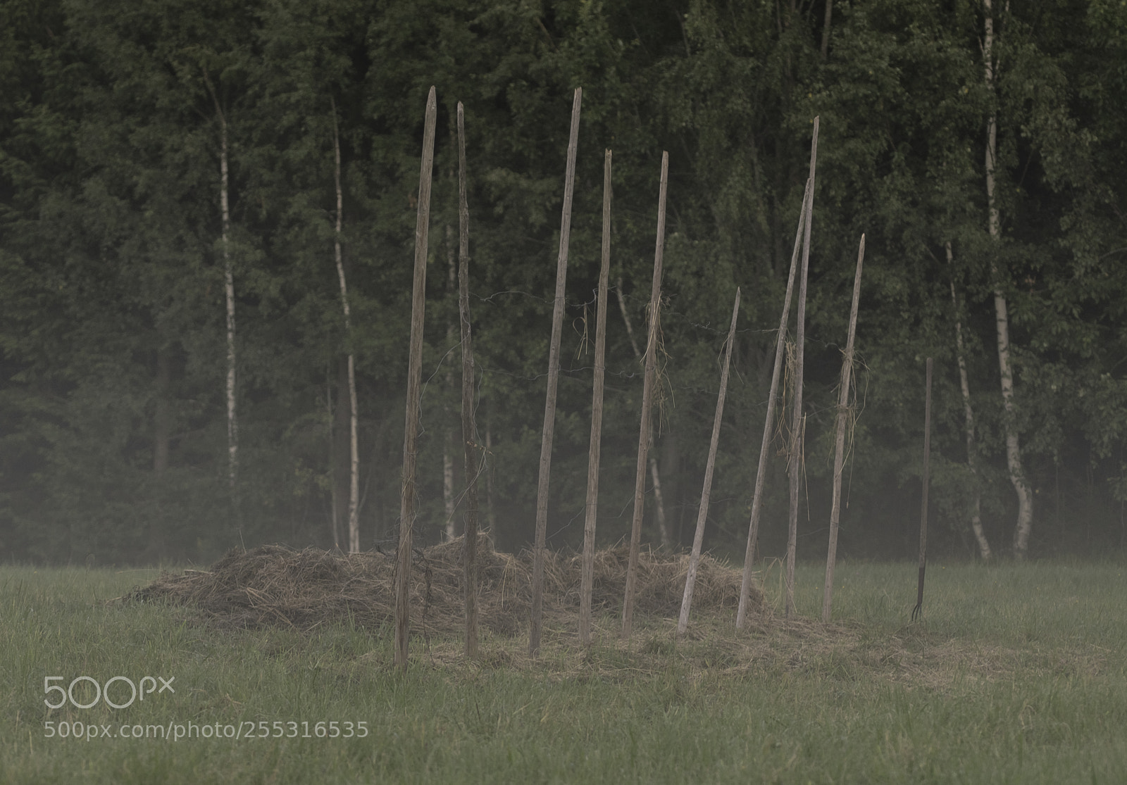 Nikon D5300 sample photo. Nature o photography