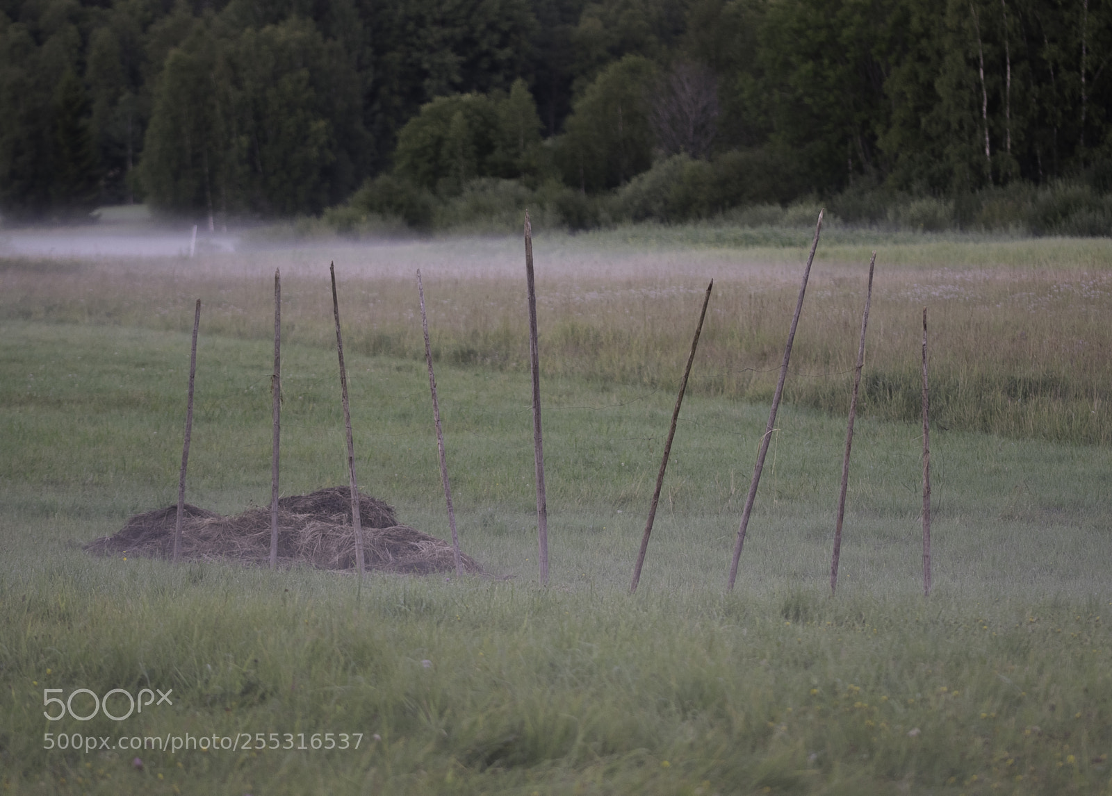 Nikon D5300 sample photo. Nature o photography