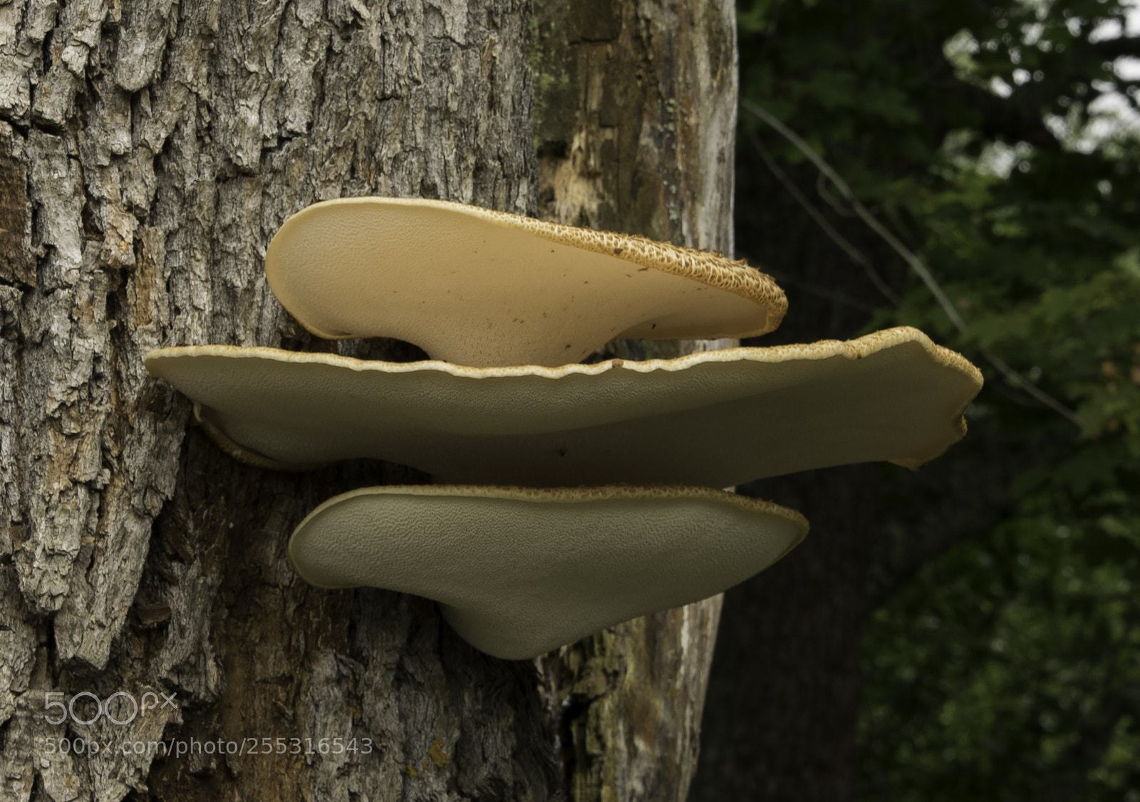 Nikon D5300 sample photo. Nature o photography