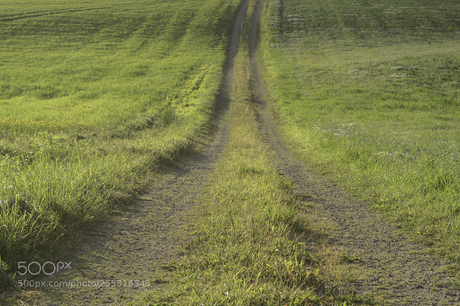 Nikon D5300 sample photo. Nature o photography