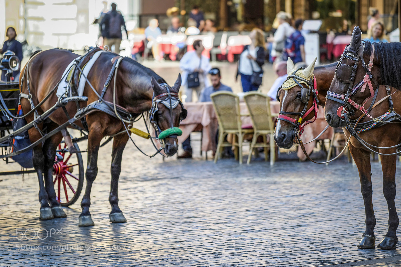 Nikon D800 sample photo. Touristic horse drawn carriages photography