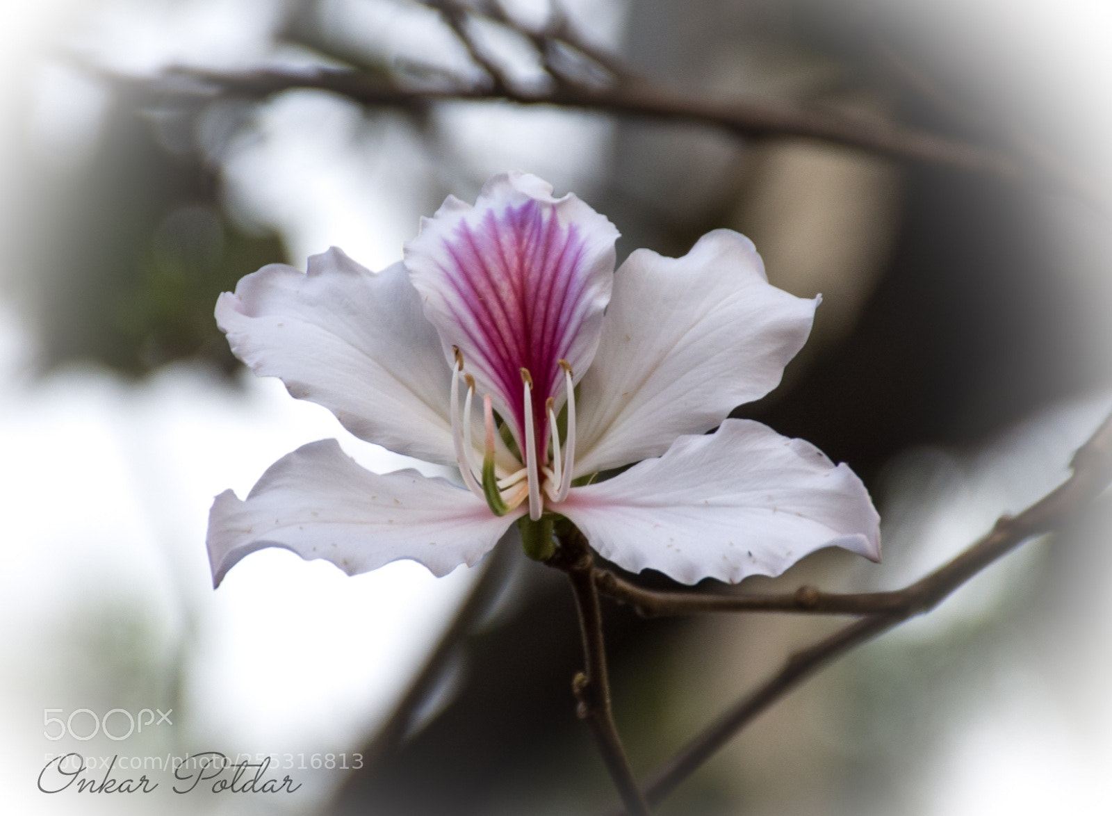 Nikon D7000 sample photo. Flower photography