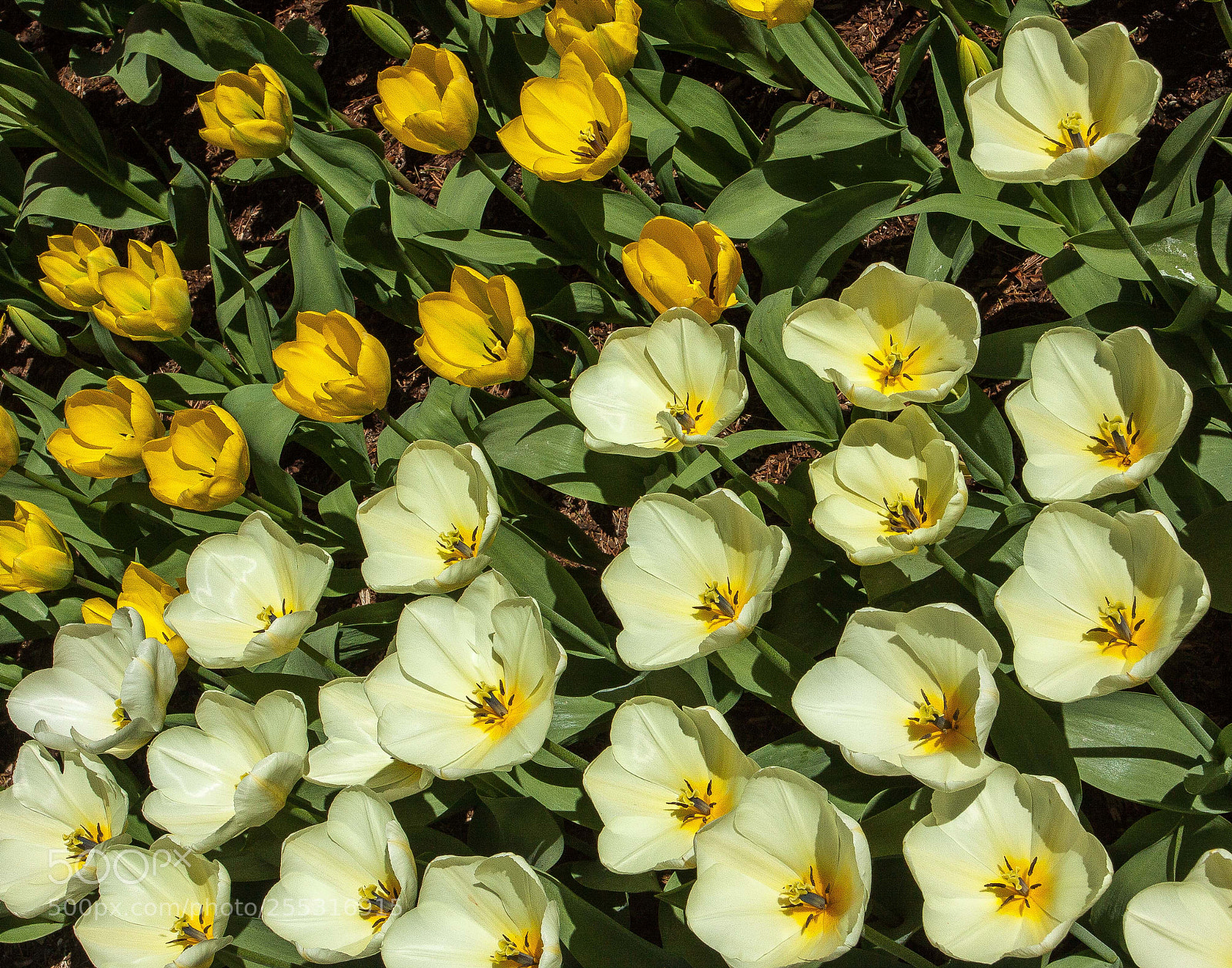Canon EOS 50D sample photo. Roozengarrde tulip garden photography