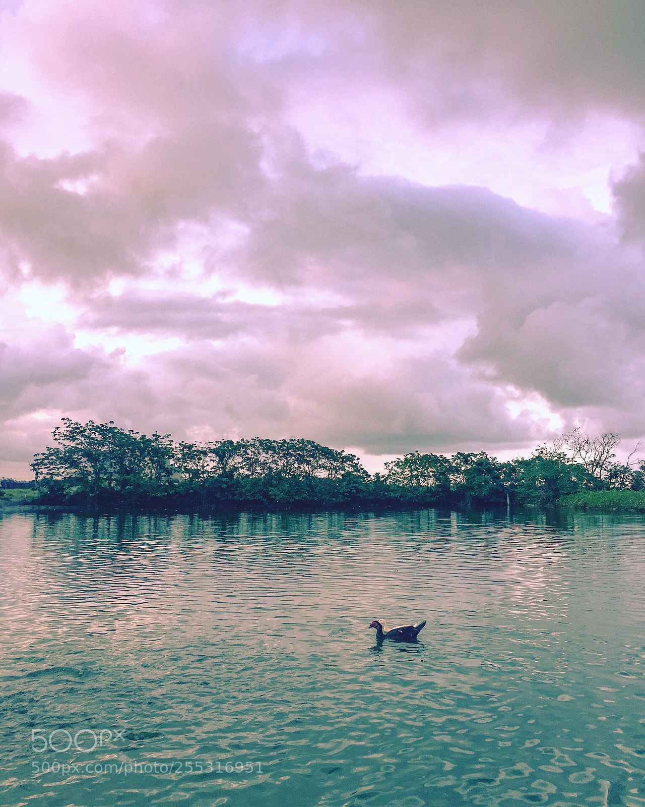Apple iPhone 6 sample photo. Ducks  photography