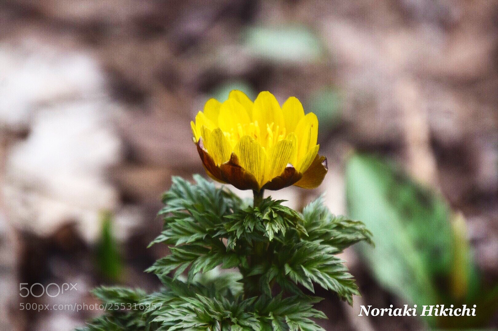 Nikon D5300 sample photo. Untitled photography