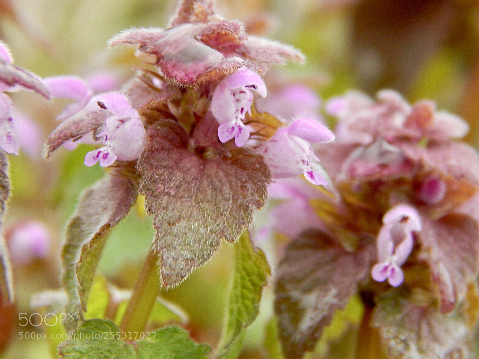 Nikon Coolpix L820 sample photo. Purple beauties photography